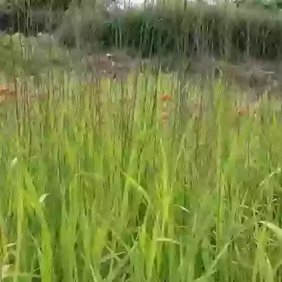 Molinia Caerulea Transparent Purple Moor-grass 